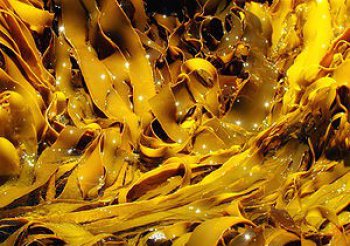 kelp