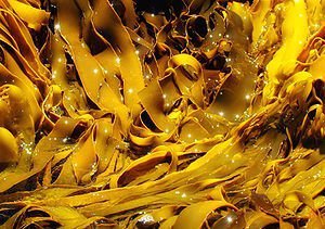 kelp.1_f